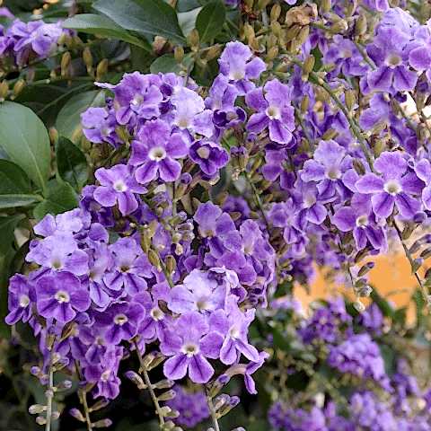 Unutma Beni Çiçeği Duranda Myosotis Palustris.