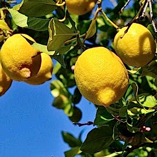 Mayer Limon Fidanı