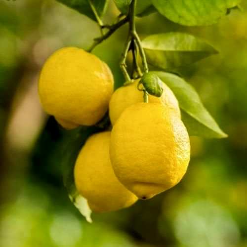Aydın Limon Fidanı