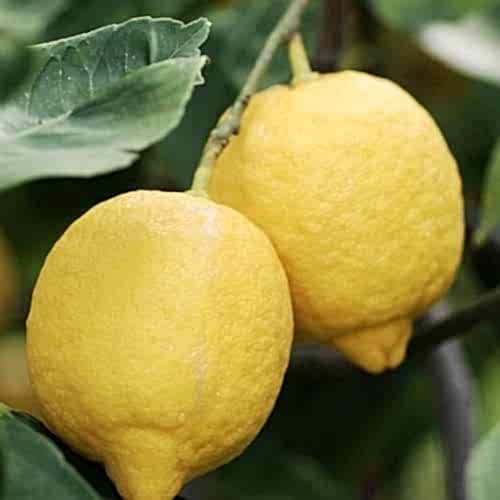 Jumbo Limon Fidanı