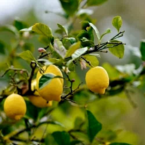 Şeker Limon Fidanı