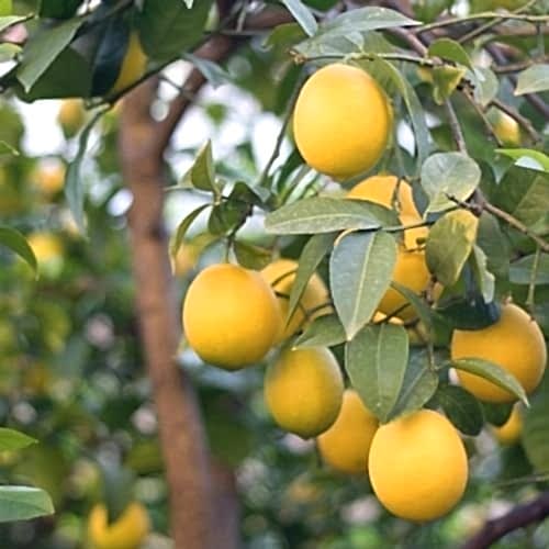 Euroka Limon Fidanı