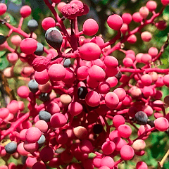 Menengiç Çitlenbik Fidanı 30 cm Pistacia terebinthus