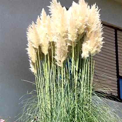 Pampas Saz Çiçeği Beyaz Püskül