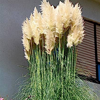 Pampas Saz Çiçeği Beyaz Püskül