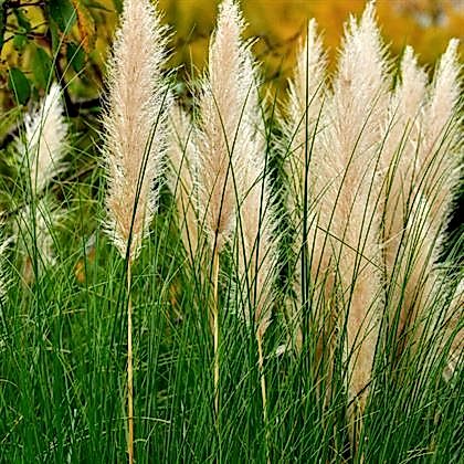 Pampas Saz Çiçeği Beyaz Püskül