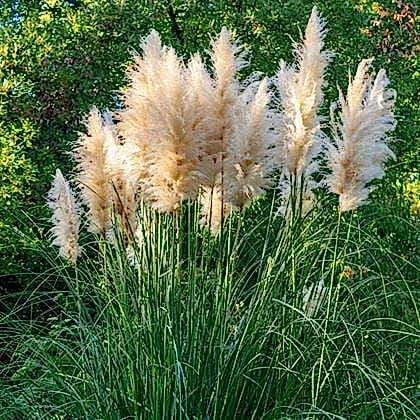 Pampas Saz Çiçeği Beyaz Püskül