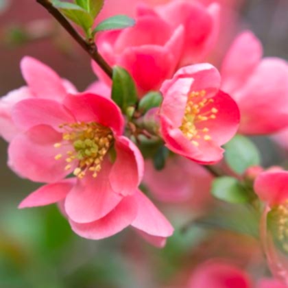 Bahar Dalı Çiçeği Japon Ayvası Pembe Çiçekli