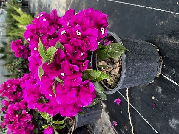 Begonvil Fidanı Bodur 50 cm