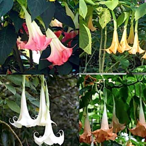 Cennet Borazanı Sarı Fidanı Datura