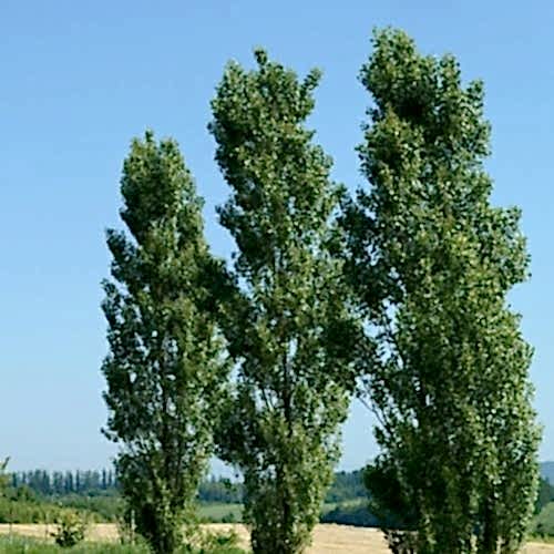 Kanada Kavağı Kavak Ağacı