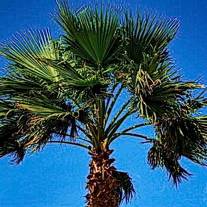 Palmiye Ağacı İzmir Palmiye