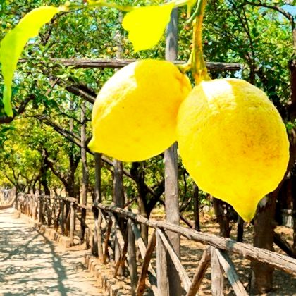 Enter Limon Fidanı