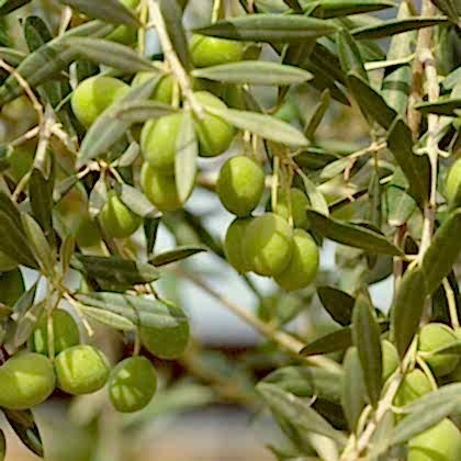 Bodur Zeytin Arbequina Fidanı