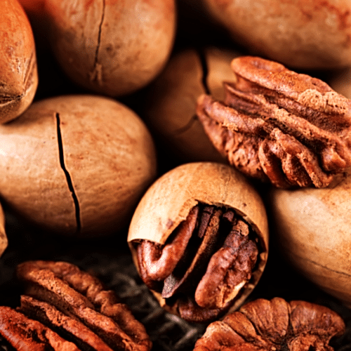 Pikan Ceviz Fidanı Pecan Carya İllinoinensis Wichita