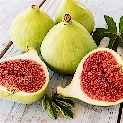 Bursa Beyazı İncir Fidanı Ficus Carica