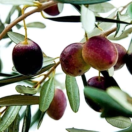 Zeytin Fidanı Hakiki Gemlik 60 cm