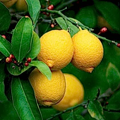 Yediveren Limon Ağacı
