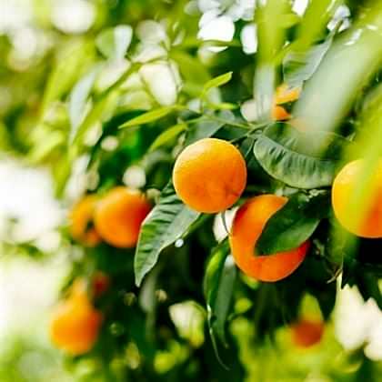 Rize Satsuma Mandalin Fidanı