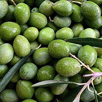 Kalamata Zeytin Fidanı