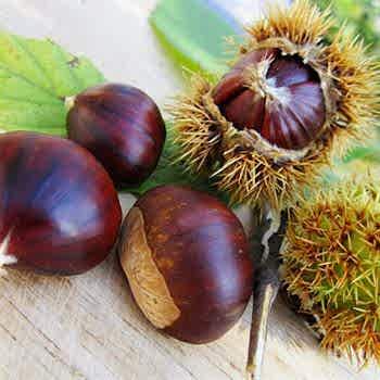 Karadeniz Erfelek Kestane Fidanı
