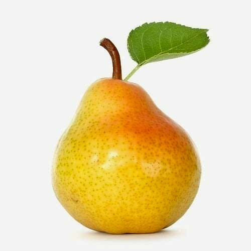 Hacı Hamza Armut Fidanı Pyrus Communis