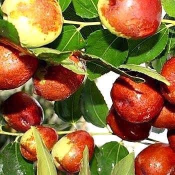 Hünnap Ağacı Fidanı