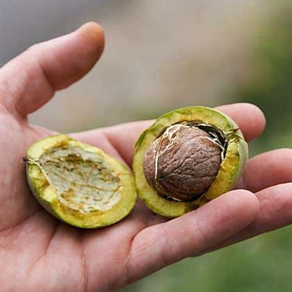 Kaman Cevizi Fidanı