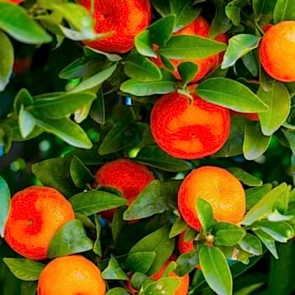 Satsuma Mandalina Fidanı