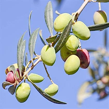 Domat Zeytin Fidanı