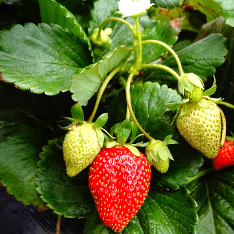 Sarmaşık Çilek Fidesi 10 Adet