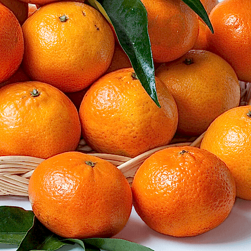 Nova Mandalin Fidanı Citrus Reticulata