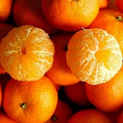 Bodrum Mandalini Citrus reticulata Klementin Clementina