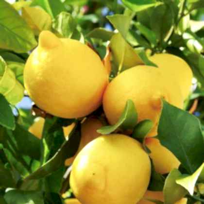 Mayer Limon Fidanı