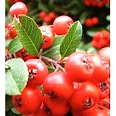 Üvez Fidanı Sorbus