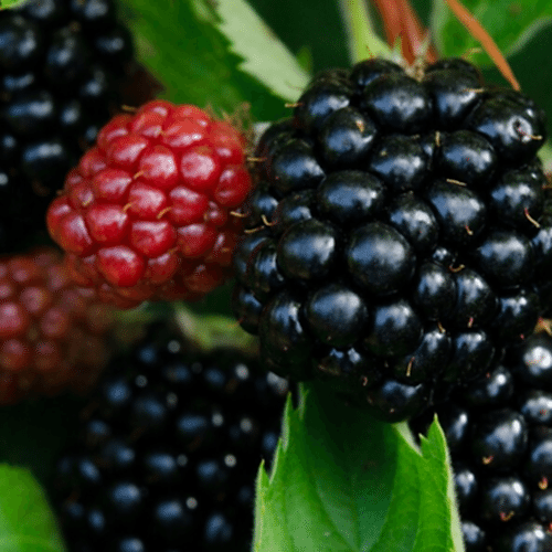 Karaka Black Dikensiz Böğürtlen Fidanı
