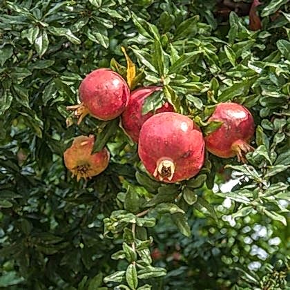 Katırbaşı Nar Fidanı