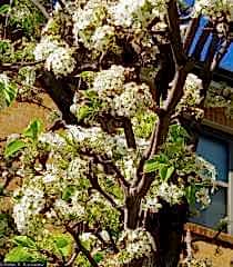 Süs Armutu Fidanı  pyrus calleryana
