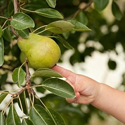 Bozdoğan Armut Fidanı