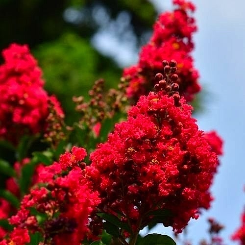 Kırmızı Oya Ağacı Fidanı 50 cm Lagerstroemia İndica