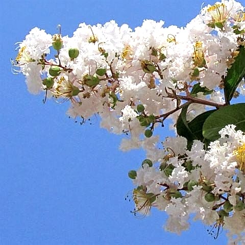 Beyaz Oya Ağacı Fidanı Lagerstroemia indica