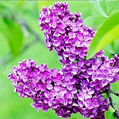 Leylak Fidanı Mor Renkli  Syringa Vulgaris