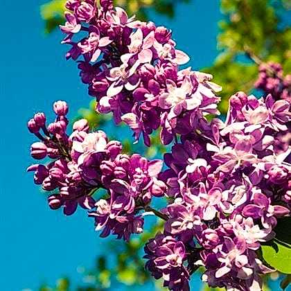Leylak Fidanı Mor Renkli  Syringa Vulgaris