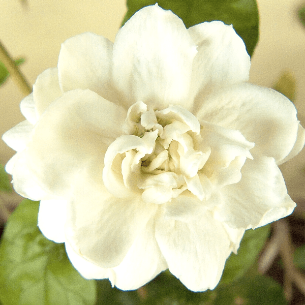 Ful Yasemin Çiçeği Katmerli Jasminum