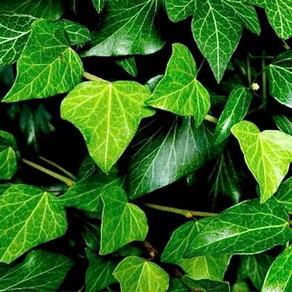 Duvar Orman Sarmaşığı İngiliz Sarmaşığı