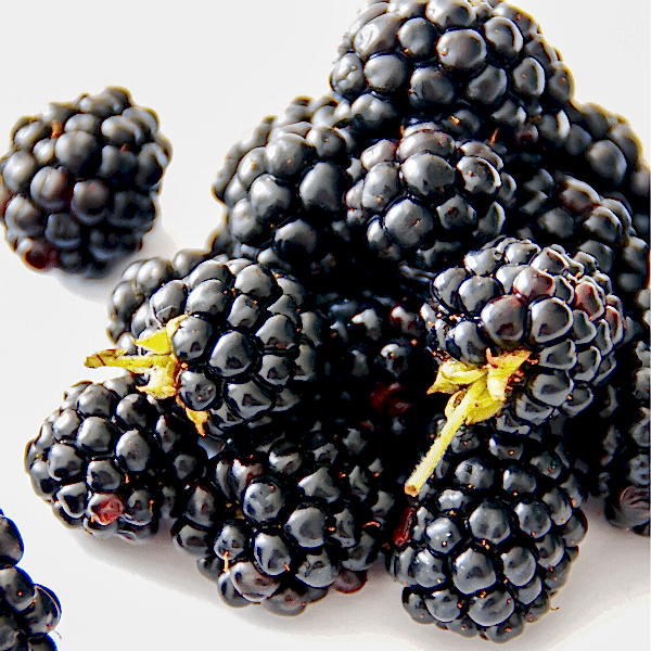 Loganberry Dikensiz Böğürtlen Fidanı