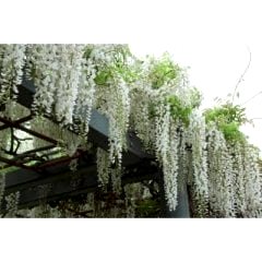 Beyaz Salkım Sarmaşığı Wisteria