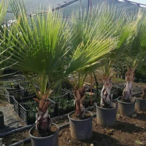 Palmiye Ağacı Washingtonia Robusta