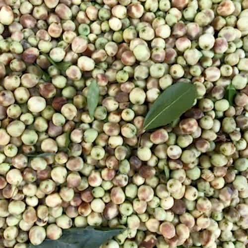 Mersin Ağacı Fidanı Murt Beyaz