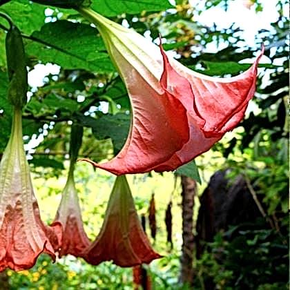 Pembe Melek Borazanı Çiçeği Datura